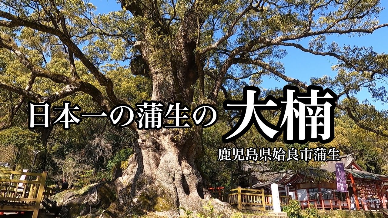 【史跡探訪】日本一の蒲生の大楠　これはデカい！（鹿児島県姶良市）