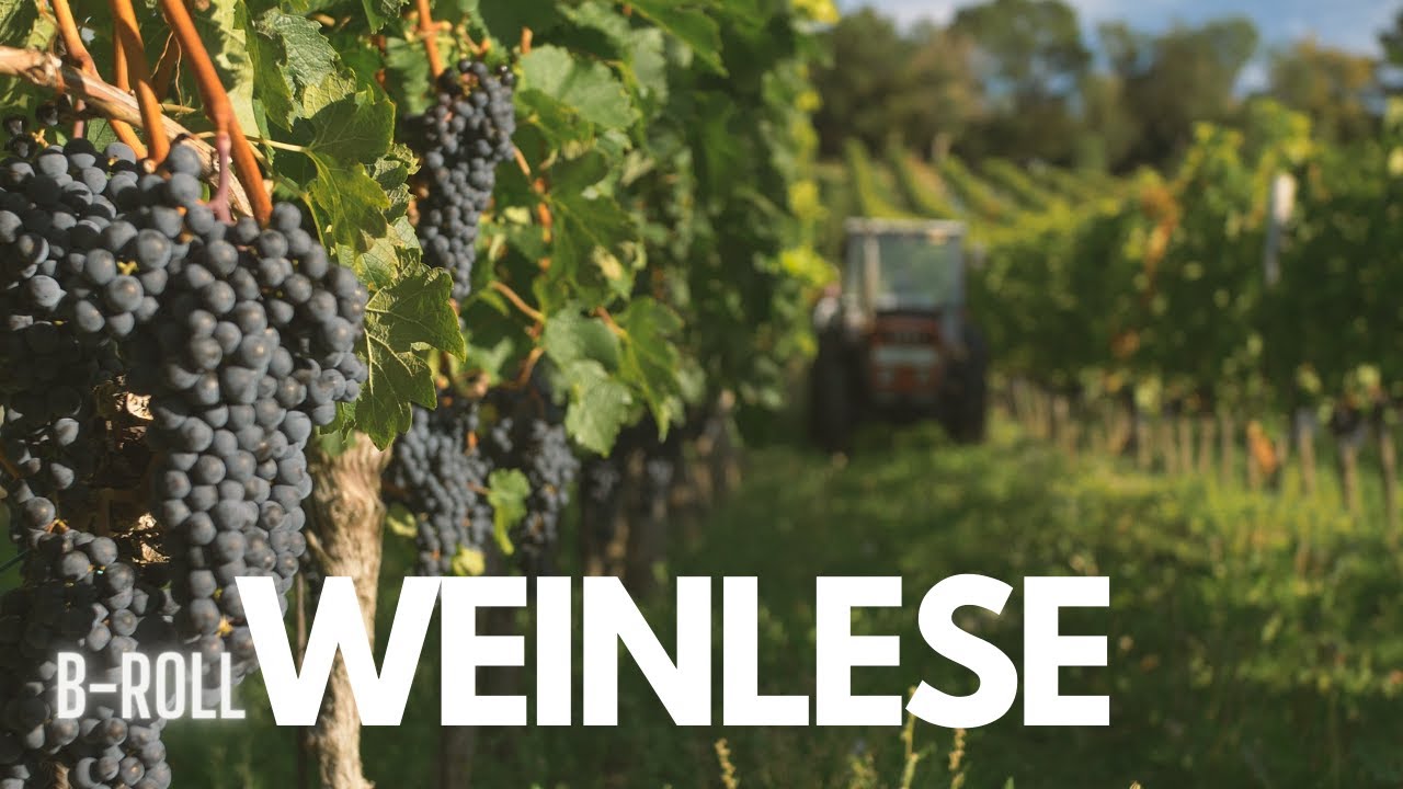 Weinbau und Weinlese - 2020