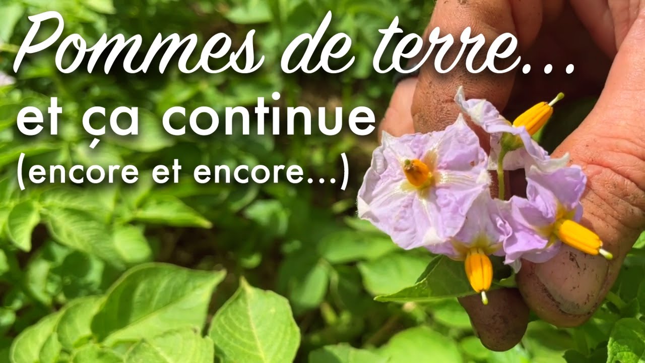 Pommes terre : toujours planter ! (On oublie la floraison du lilas ?)