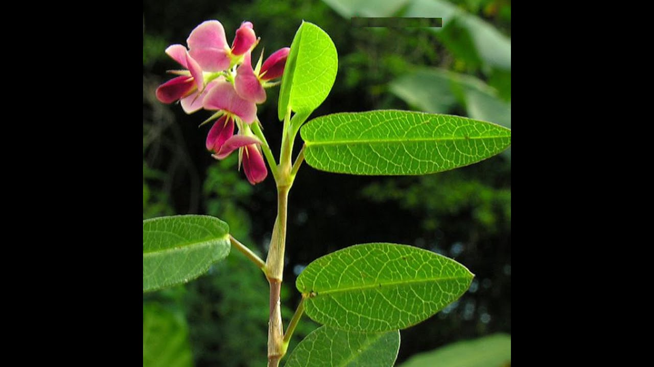 අස්වැන්න ගැන දැනගන්න    Learn about the Aswenna plant