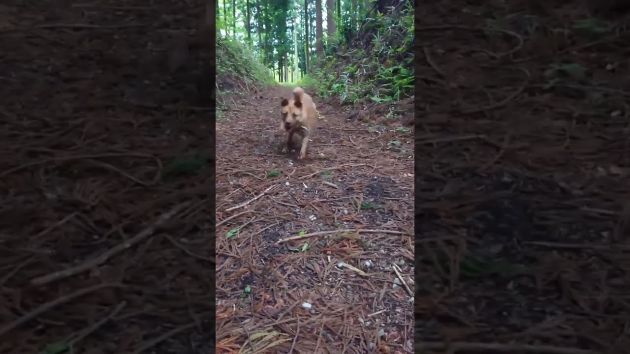 散歩中に元野犬のリードを離してみたら&hellip; #保護犬　#犬 #雑種犬 #shorts
