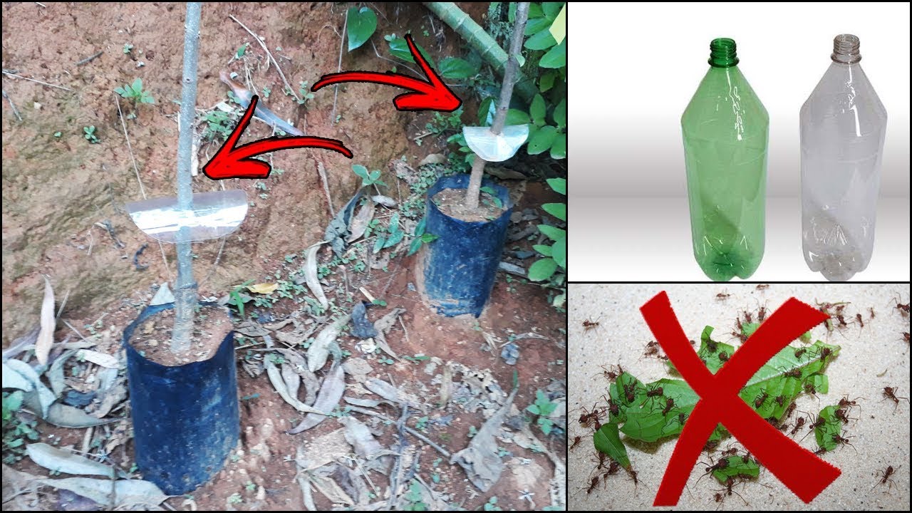 Utilize DISCOS de Garrafa PET em suas PLANTAS  e Veja o Resultado !