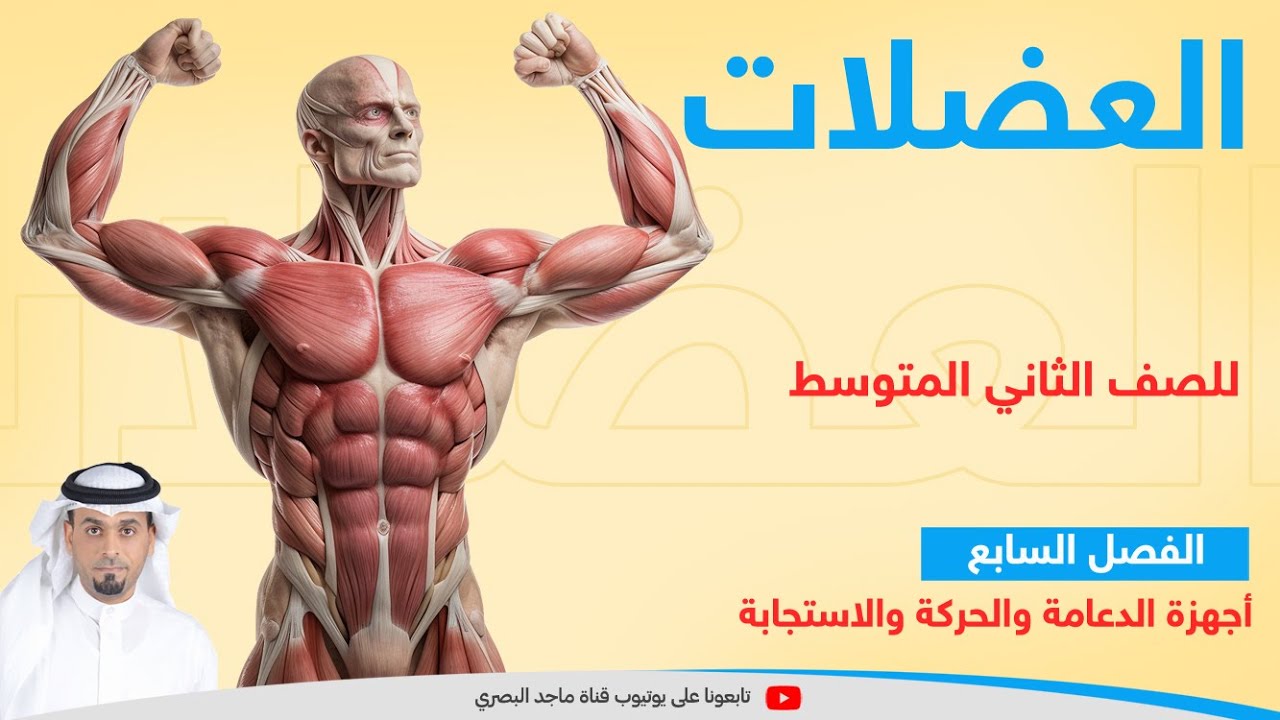 العضلات