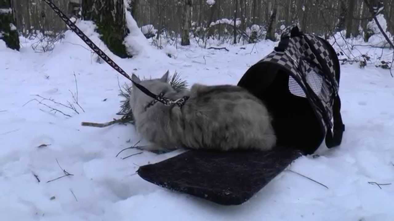 Kurilian bobtail first time outdoor