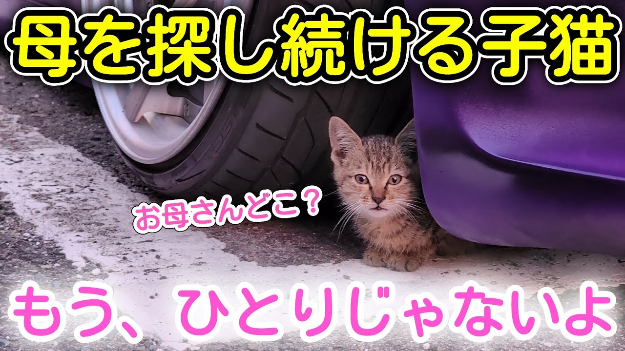 ひとりぼっちの捨てられた子猫を保護