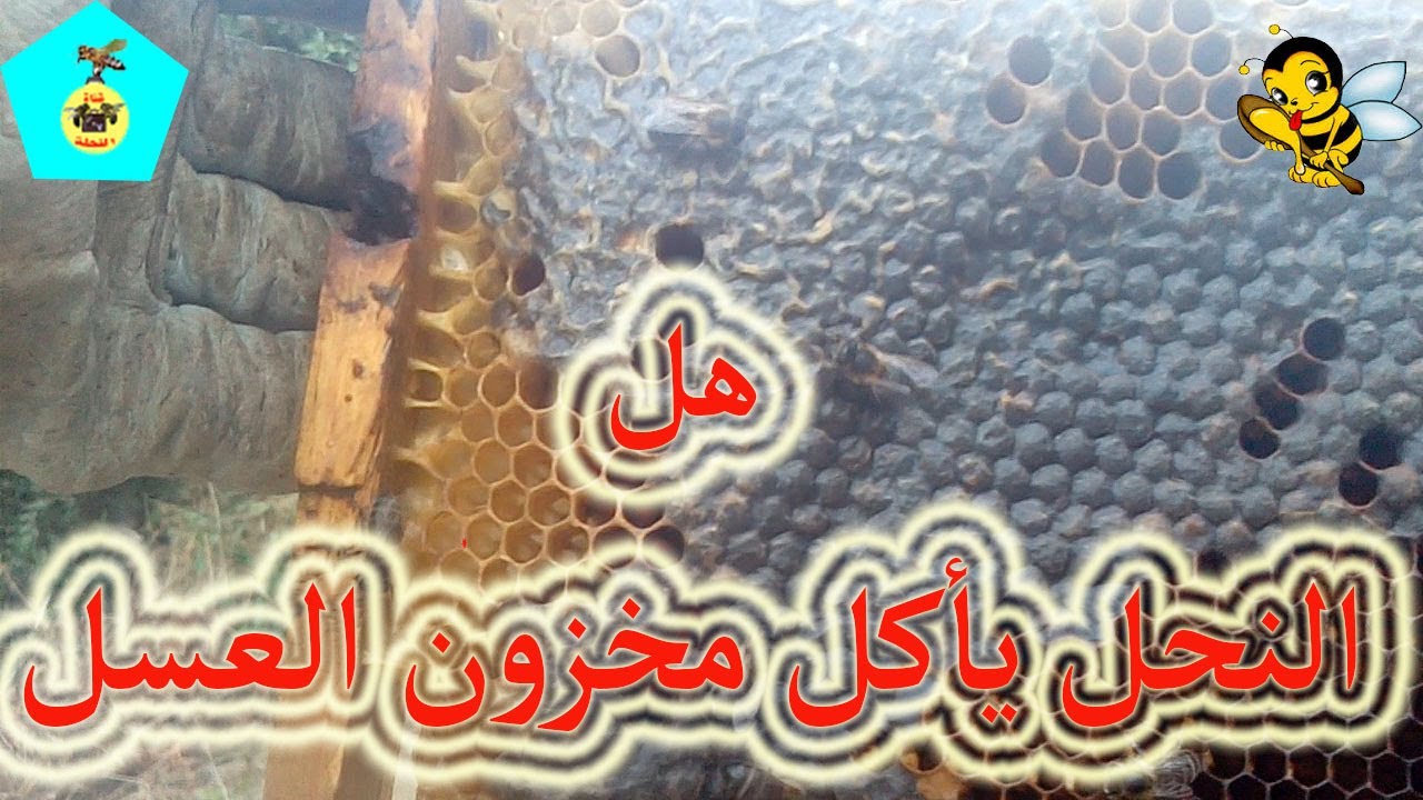 هل النحل حقا يأكل كل المخزون من العسل إن لم تجنيه