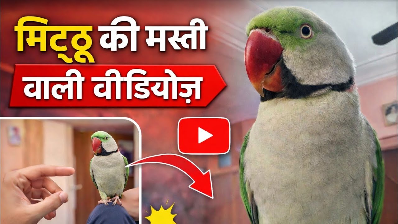 Dekhiye Mithu ka khana khane ka pyara andaaz 