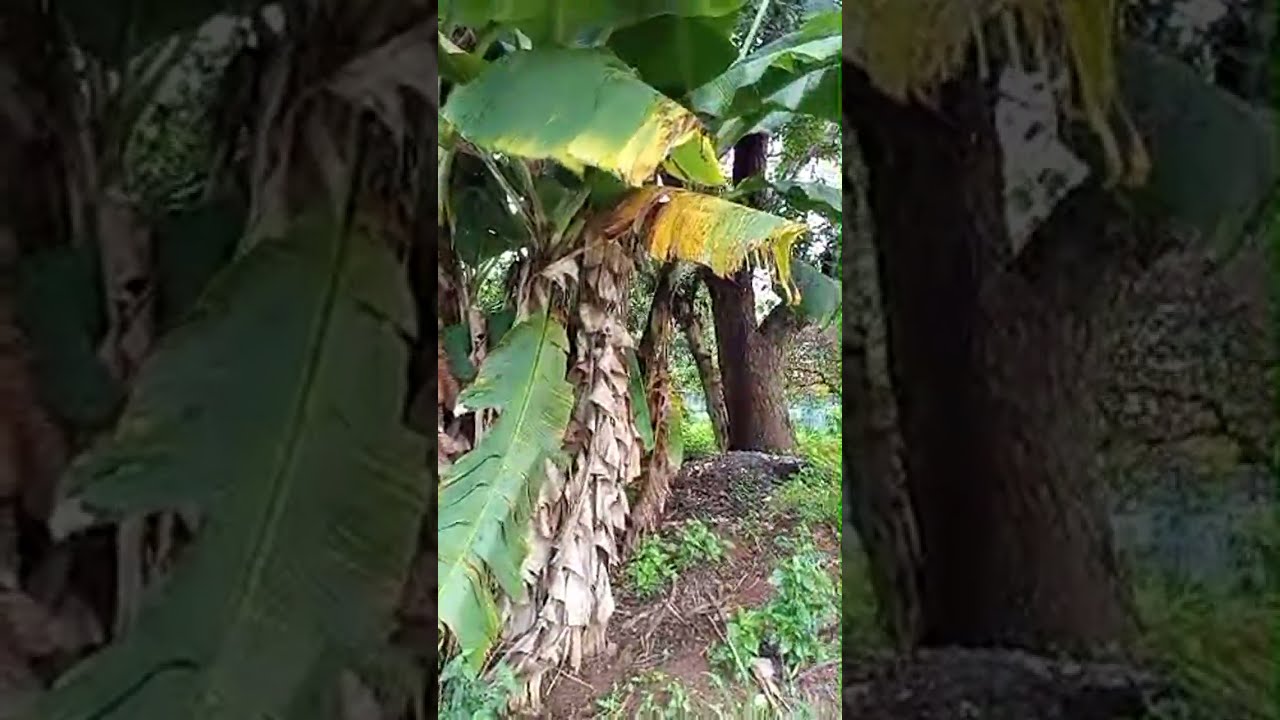 Pedalar e Contemplar está ao vivo!