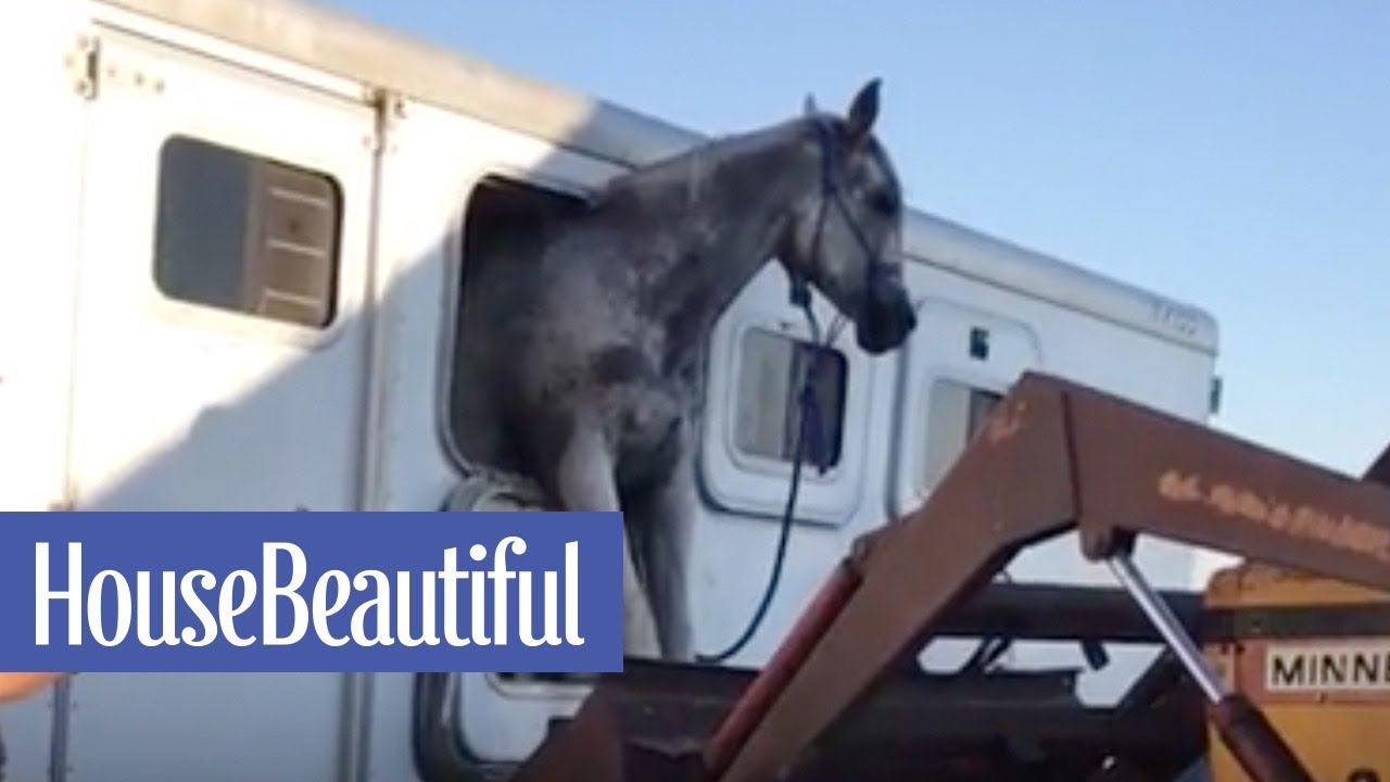 Watch This Horse Escape From a Trailer | House Beautiful