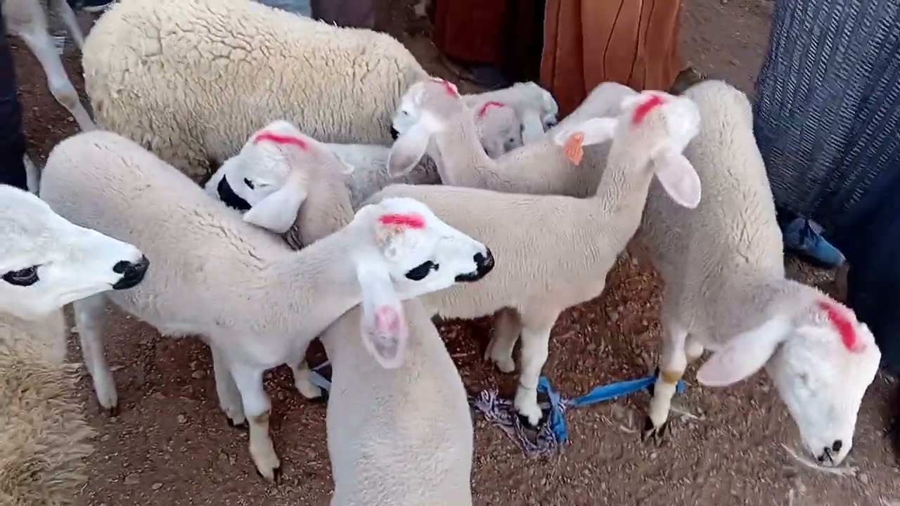 ألله على سوق الأحد اولاد بوعلي الواد إقليم قلعة السراغنة بتاريخ 23|11|2025\\0658373050