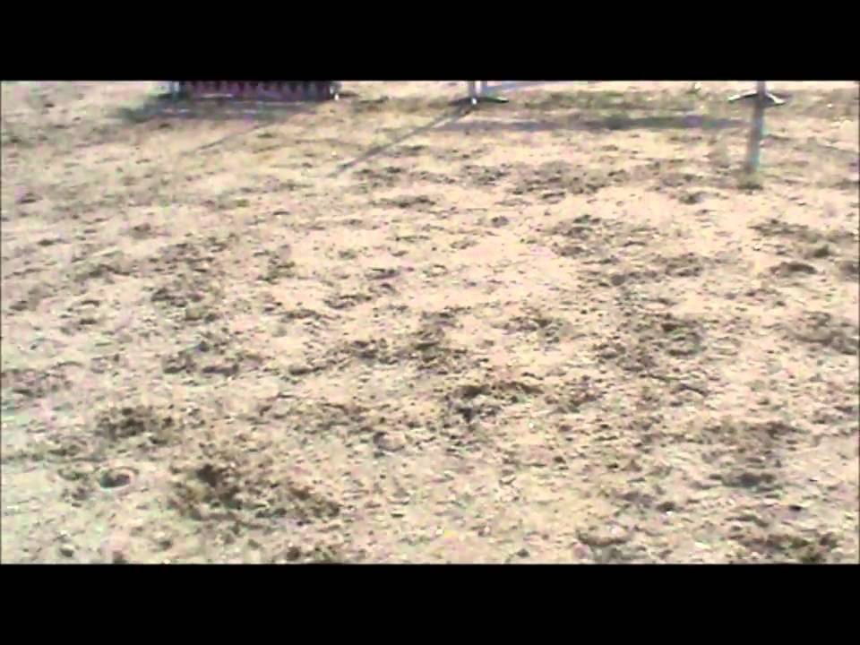 Kath James' Horses - Scooby