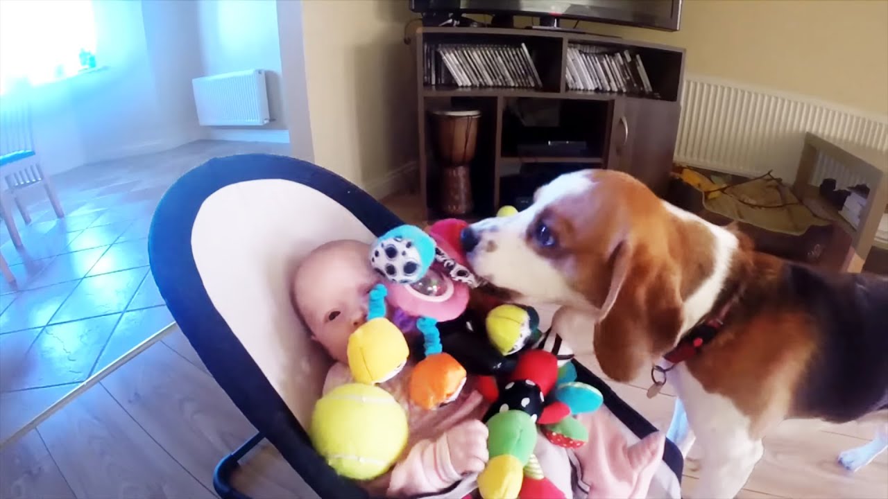 Watch This Beagle Apologize After Taking Baby's Toy!