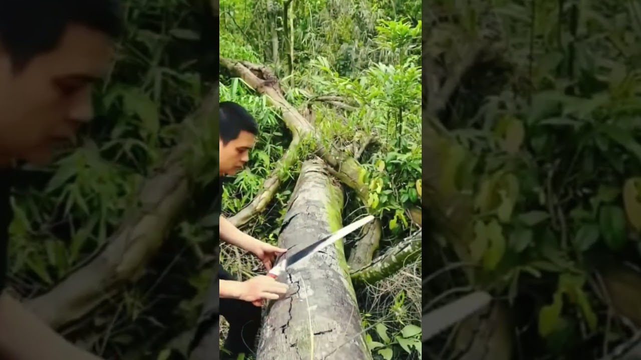 I Turned a Broken Giant Tree Into a Secret Jungle Survival Shelter