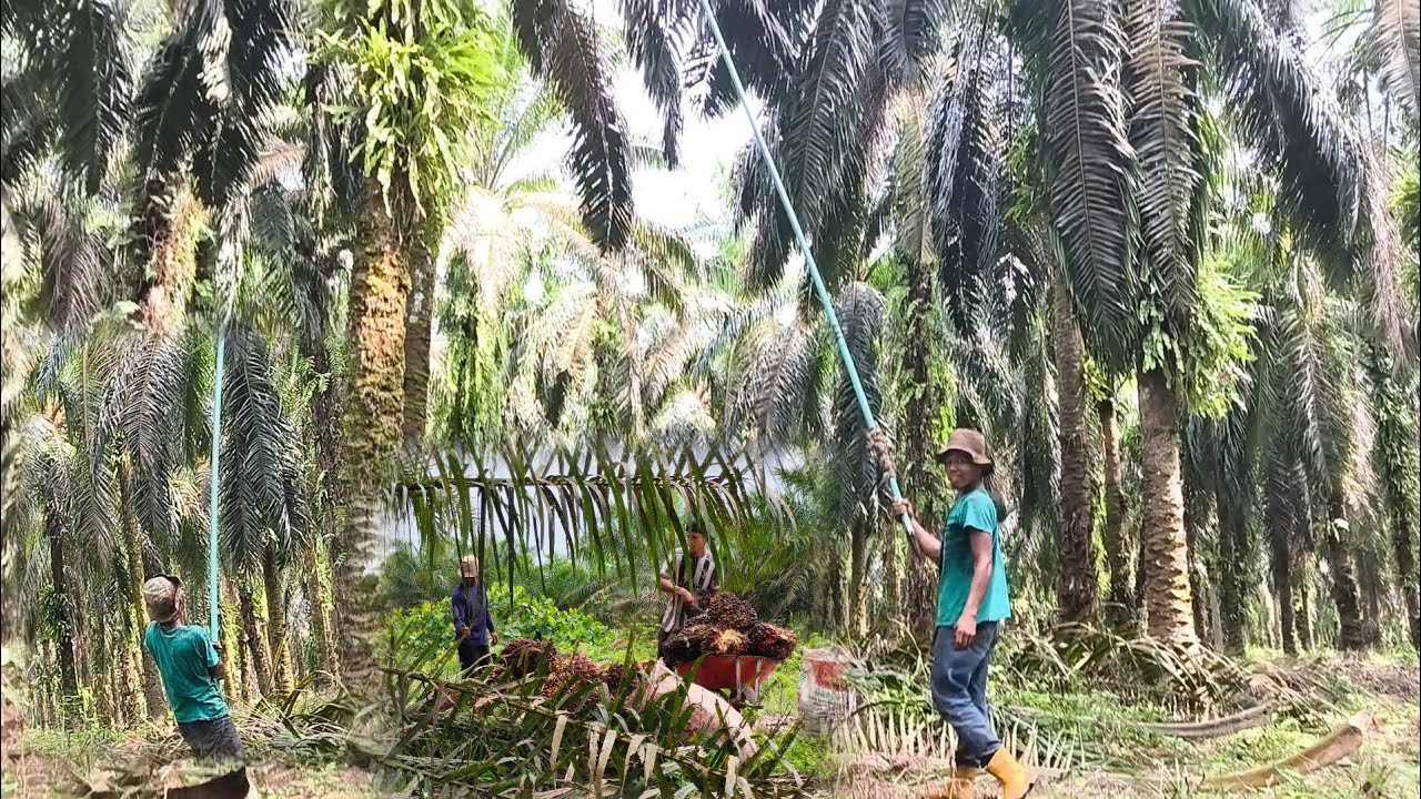 FRUNING SAWIT GONDRONG. DENGAN TINGGI UGAL-UGALAN