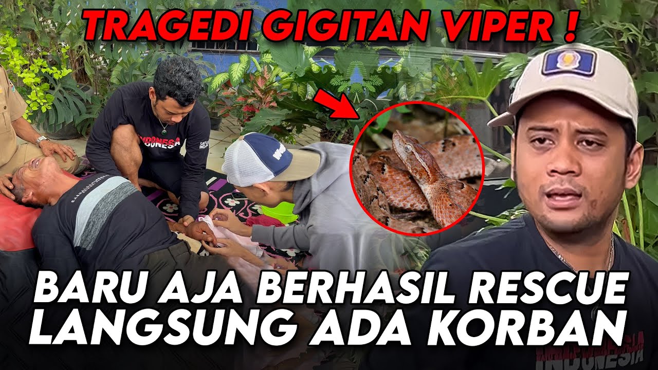 KESAKITAN SAMPE TERIAK KEJANG SAAT PANJI TOLONG! JANGAN ANGGAP REMEH GIGITAN ULAR VIPER TANAH