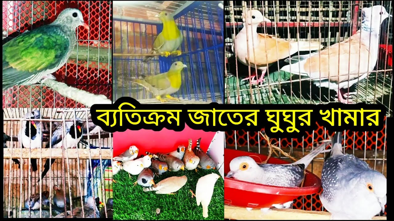unique dove & fancy bird farm. ব্যতিক্রম জাতের পাখির খামার।