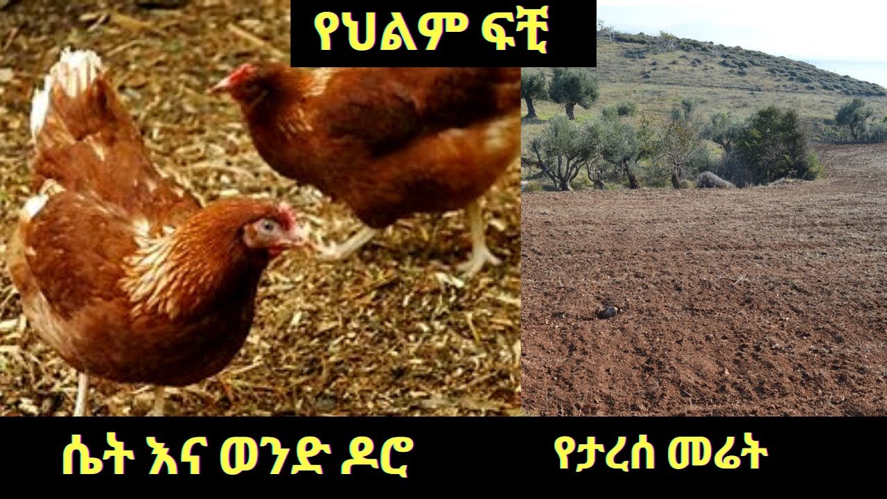 ሴት እና ወንድ ዶሮ፣የታረሰ መሬት