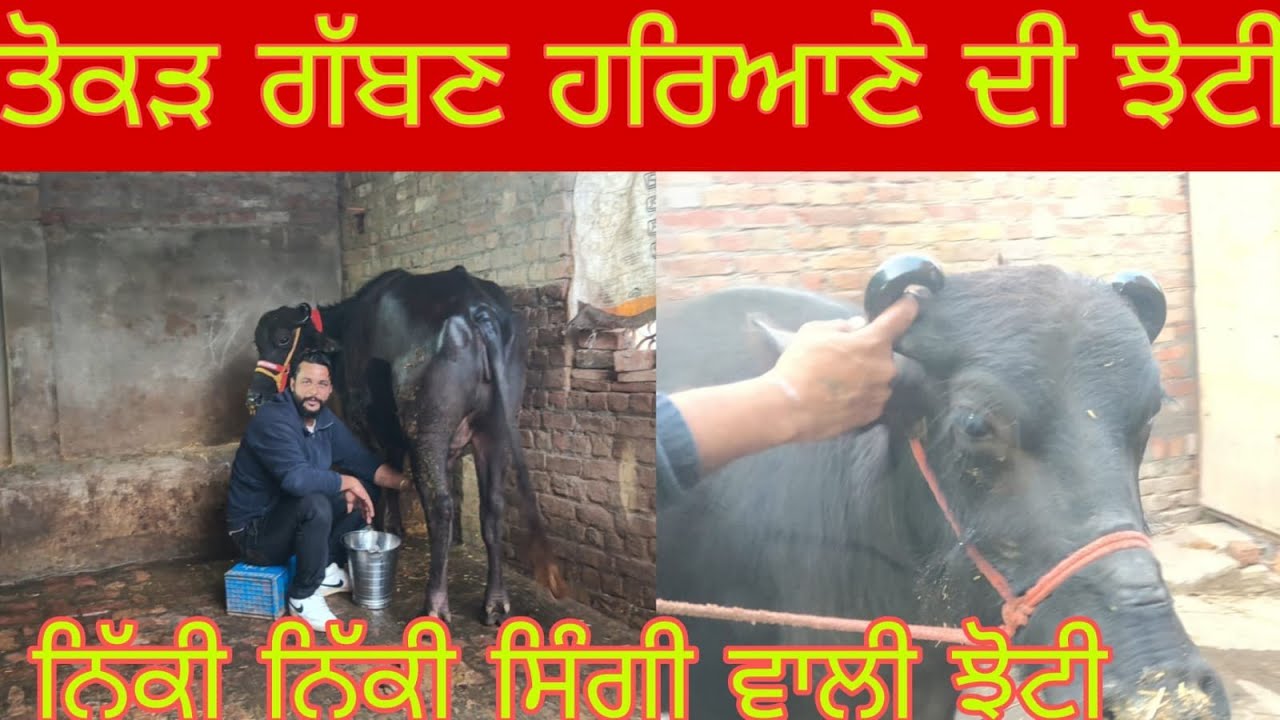 ਫ਼ੋਨ 98159-65751 ਤੋਕੜ ਗੱਬਣ ਹਰਿਆਣੇ ਦੀਆਂ ਝੋਟੀਆਂ ਸੋਨੂੰ ਵੀਰ ਕੋਲ ਬਿਲਕੁੱਲ ਮੁਫਤ ਲੁੱਟ ਲਓ ਮੇਲਾ 