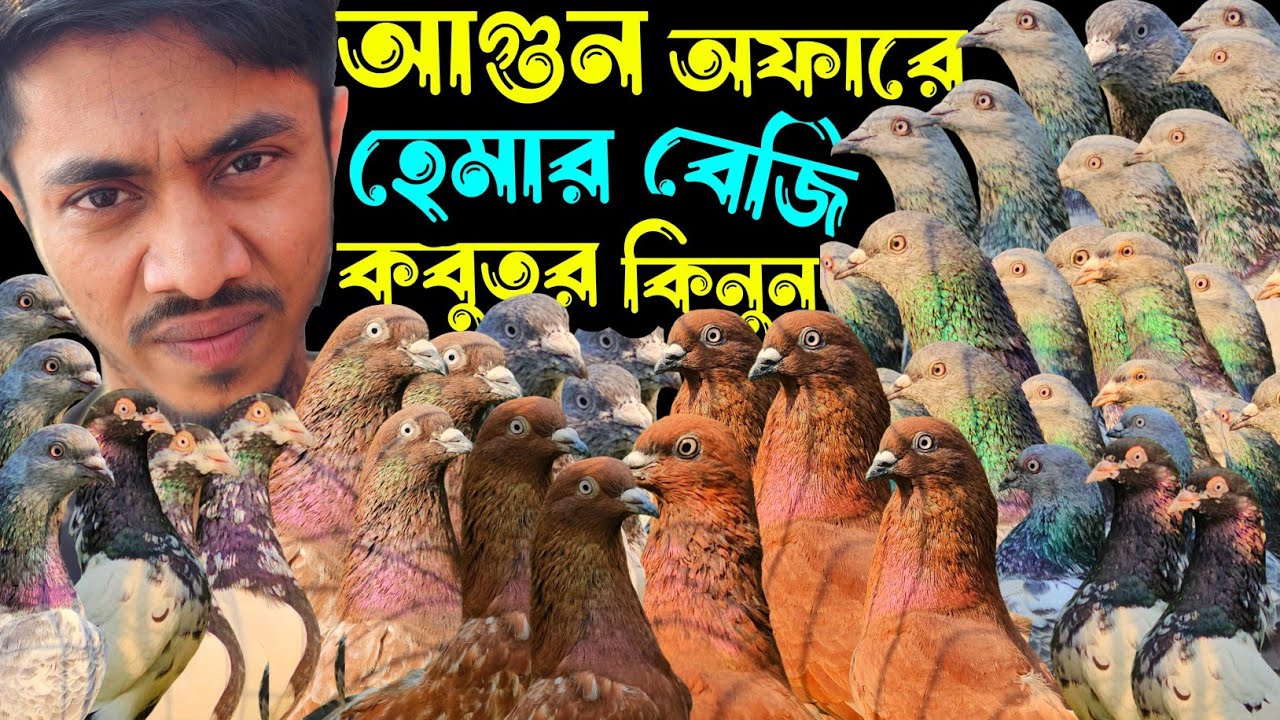 আগুন অফারে আর্মি,হেমার,বেজি,চিলা,কালদম কবুতর কিনুন | বাকবাকুম পায়রা | Pigeon |