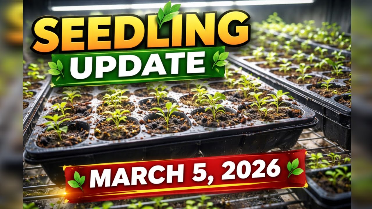 Seedlings in my Indoor Grow Room as of March 5, 2026