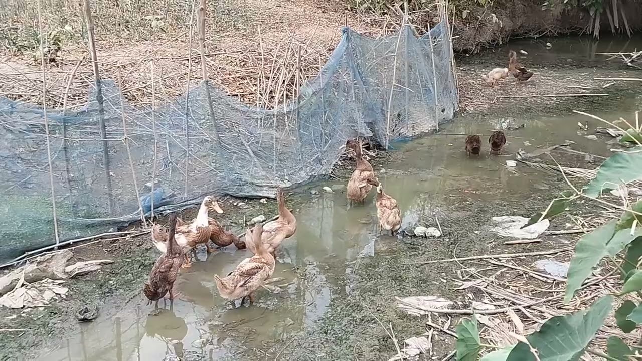 পাতি হাঁসের অসাধারণ ভিডিও 🦆🦆🦆
