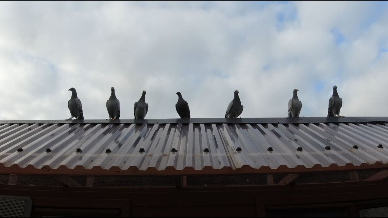 Baby Pigeons learning the basket.