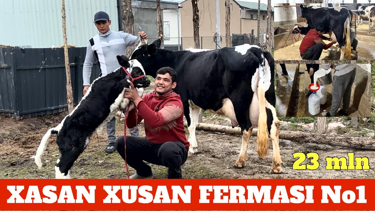 XASANBOY JIGAR 23 mln ONA BOLA SIGIR RAMAZON AKSIYASI 10 LITR SUT ESA EXSONGA. MANA IMKON
