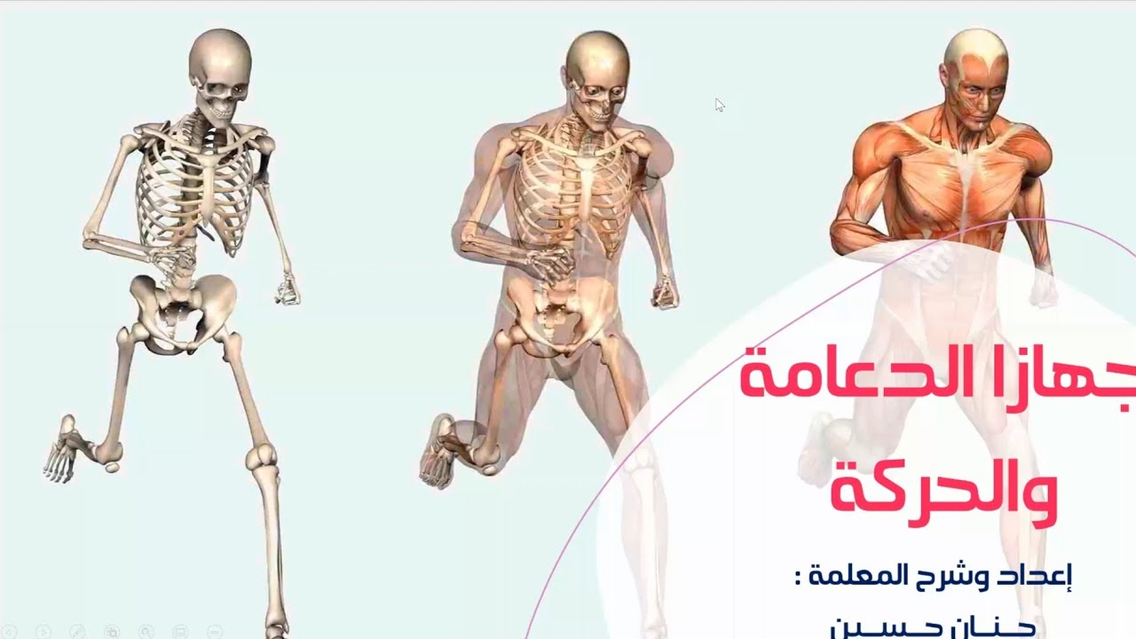 الصف السادس : جهازا الدعامة والحركة ( الجهاز الهيكلي والجهاز العضلي )