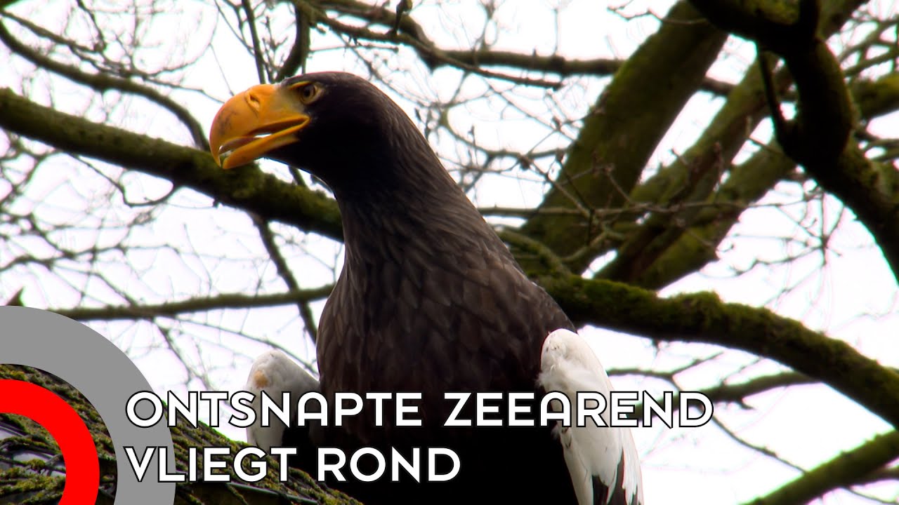 Ontsnapte zeearend vliegt rond