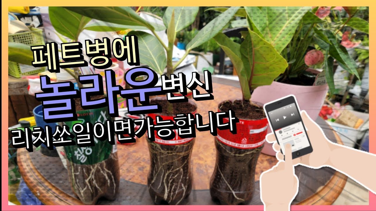 페트병에 놀라운 변신.리치쏘일이면 가능합니다