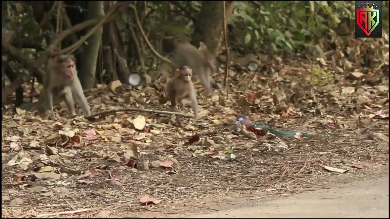 FAKE SNAKE PRANK MONKEY 