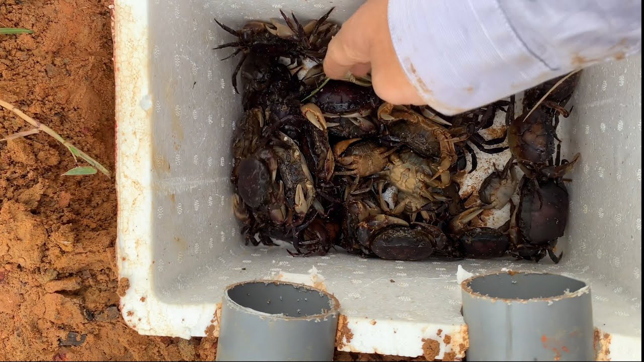 Build Deep Hole Underground Crab Trap Using PVC | How To Make Crabs Trap Work 100%