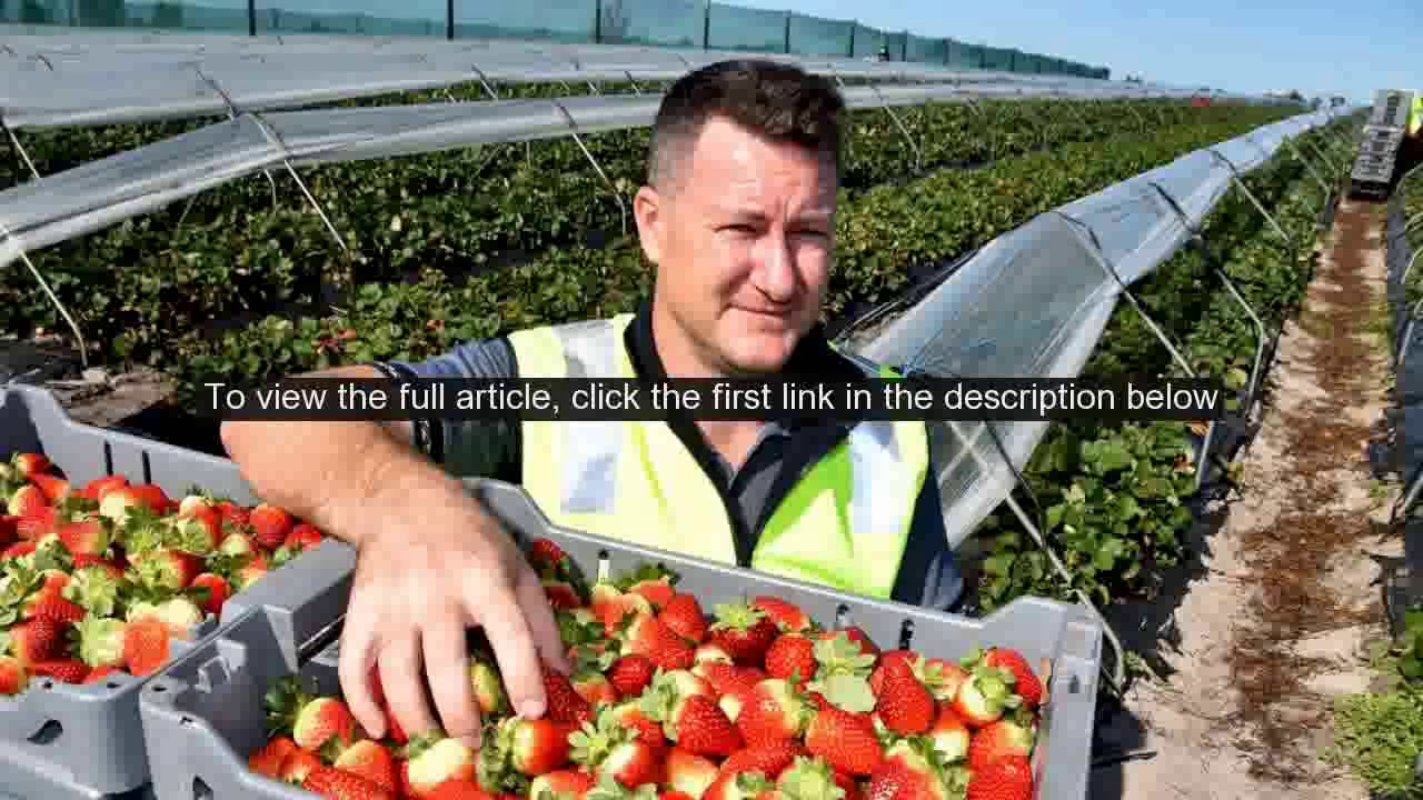 $15m worth of strawberries to go unpicked