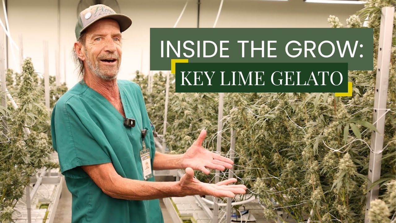 Inside the Grow: How Key Lime Gelato is Brought to Life