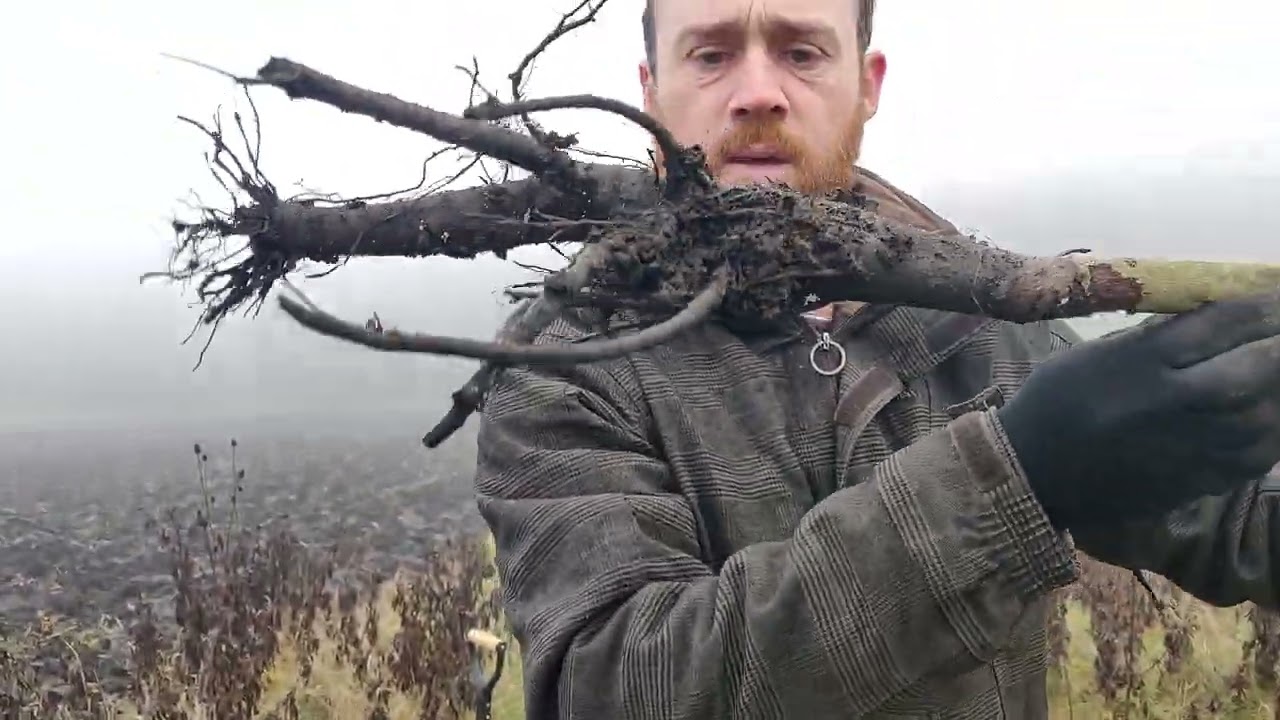 Cati Nuci s-au USCAT in Primii Doi Ani de la Plantare? - PADUREA de Nuci