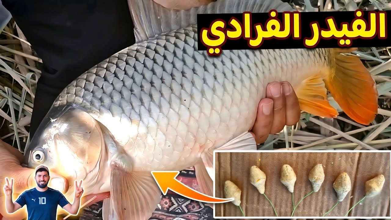 صيد السمك في العراق | سوينا مكان جميل جدا وتم صيد عدد من سمك الكارب العملاق