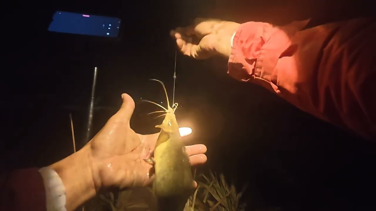 CÂU CÁ RÔ ĐỒNG,CÓT_KÉT_CÓT_ KÉT😜 CHỈ AI ĐAM MÊ MỚI HIỂU🥶.Trung Miền Tây.T323