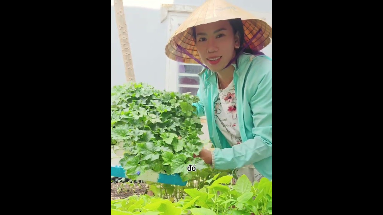 Cây giống cây leo giàn bầu bí mướp, khổ qua, dưa leo, đậu rồng, đậu bắp