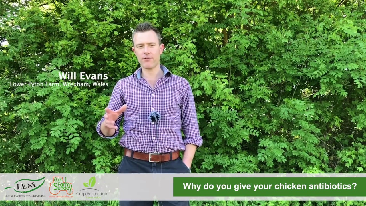 Why do you give your chickens antibiotics?