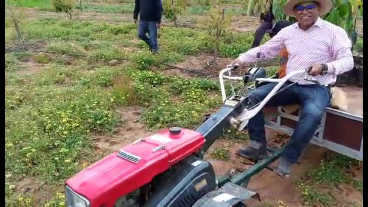 معلومات عن شجرة الأفوكادو.  تعرف على أهم المعلومات الميتة في فصل الشتاء حول شجرة الأفوكادو.