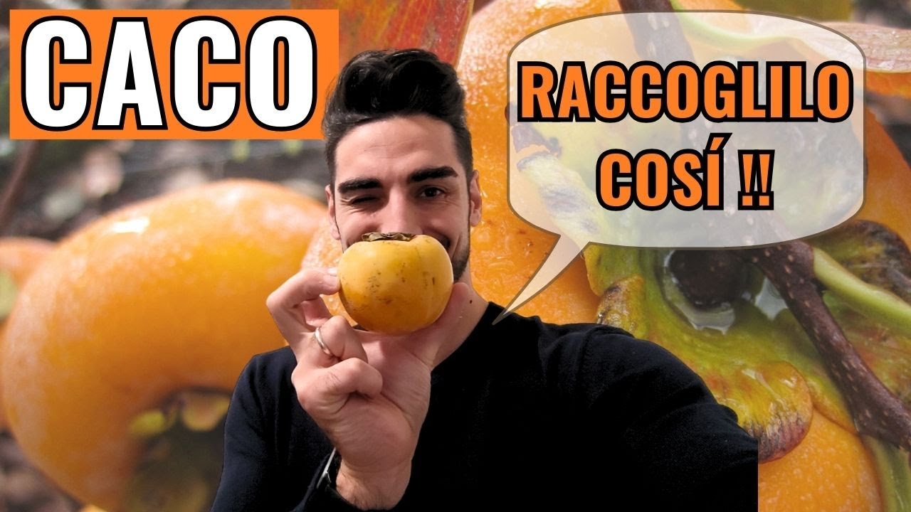 CACHI: QUANDO RACCOGLIERLI e COME CONSERVARLI! | NON aspettare TROPPO!