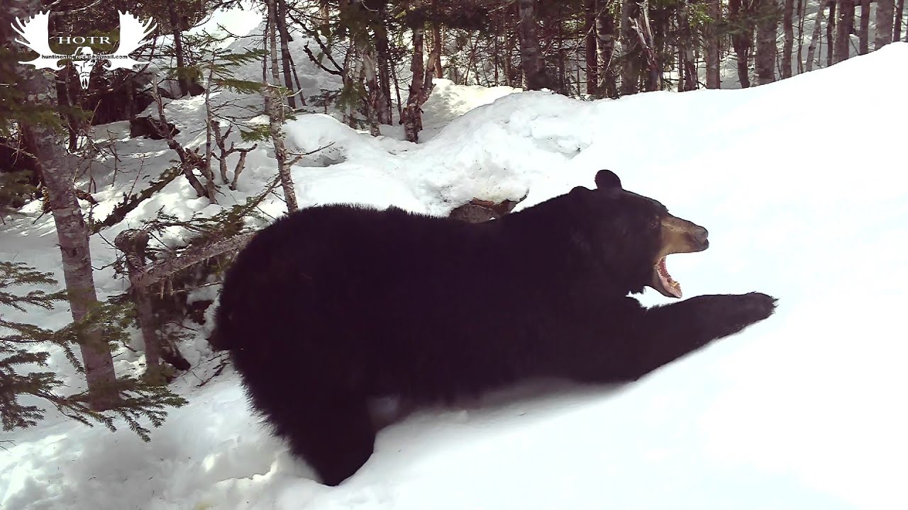 Black Bear Emerges From Hibernation!