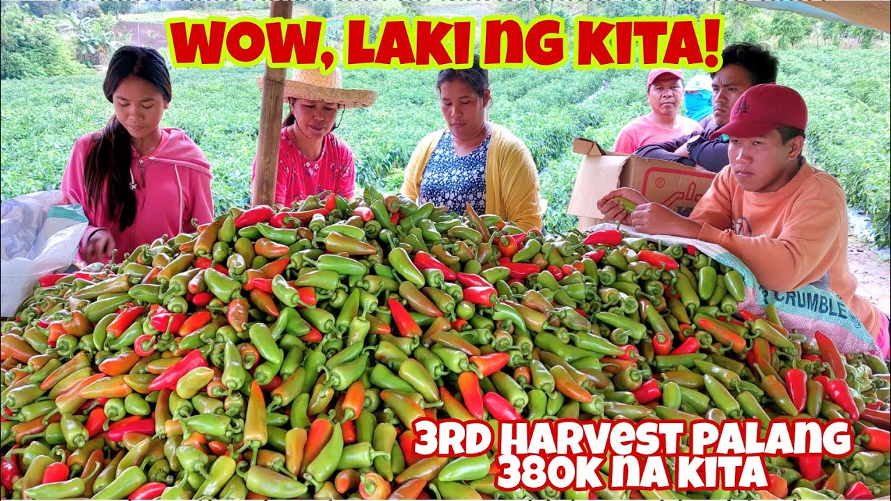 Anu ang Diskarte para Kumita ng Malaki sa Bell Pepper Farming? Panoorin