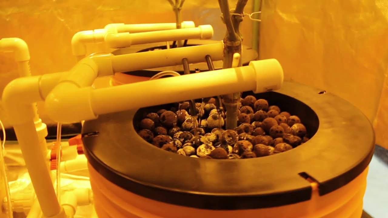 DIY 4x4 RDWC grow tent - The Church (Green House Seeds)