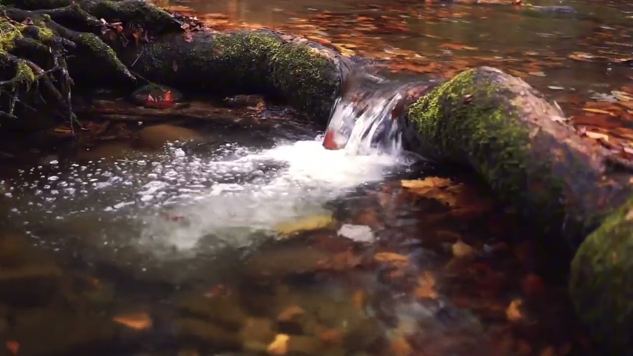 10 Hours of Rain in Forest With Calm Water Stream – Deep Sleep, Meditation & Relaxation