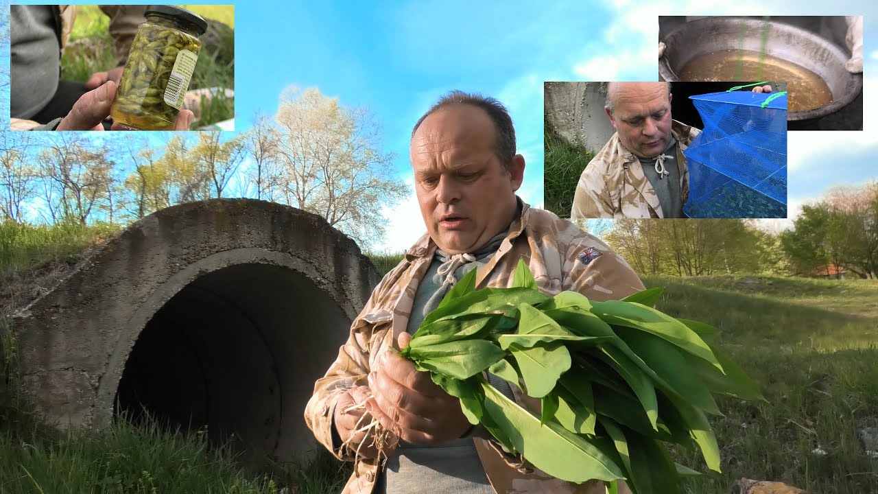 Moko receptura: Ukiseljeni srijemuš - svi koraci, cijela biljka