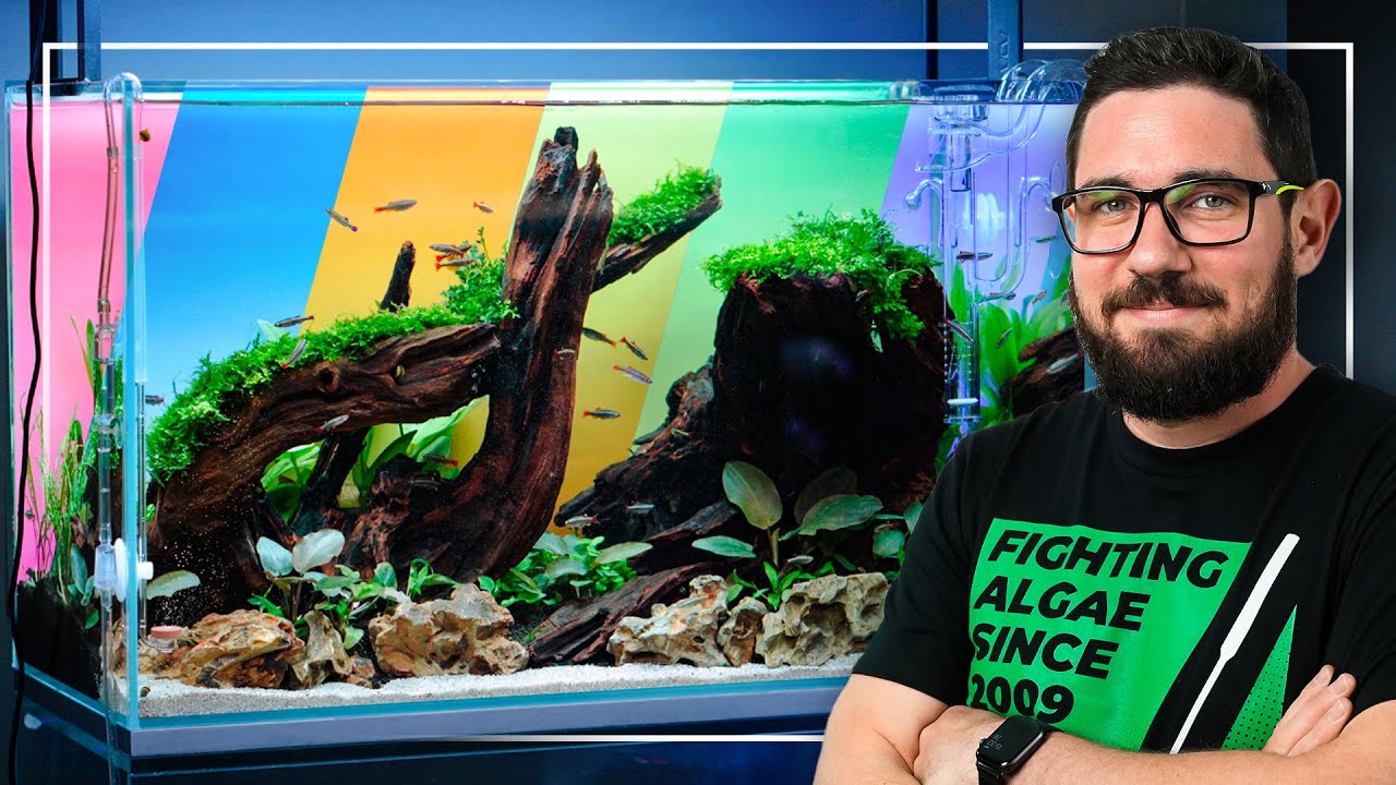 ELEVATE Your Aquarium Setup with COLORED BACKGROUNDS