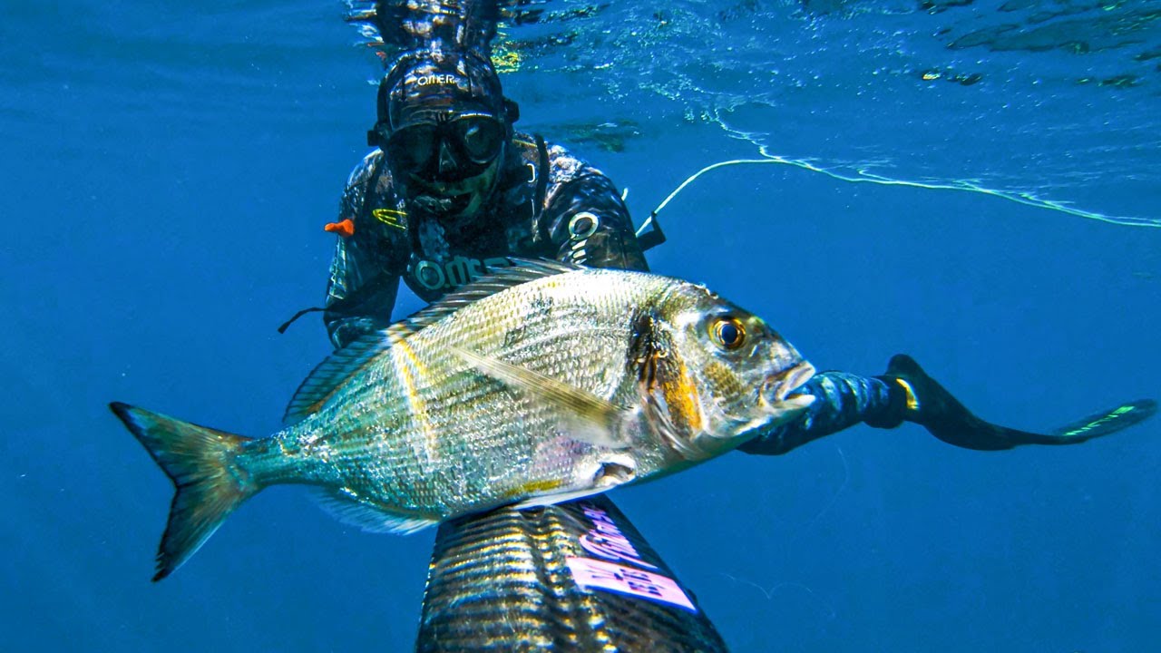 Spearfishing Croatia vs Morning Joy July 2024 4K 🇭🇷
