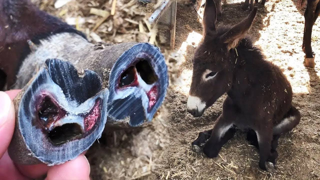 怀孕母驴蹄子成精！超长驴蹄寸步难行差点一尸两命！师傅免费修蹄竟然铲下一斤！