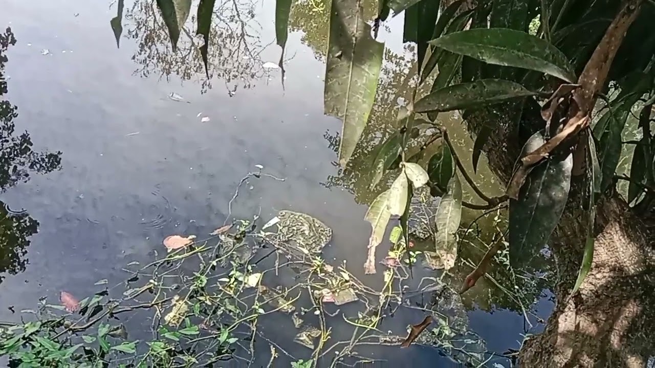 Gak nyangka ternyata sarangnya gabus babon